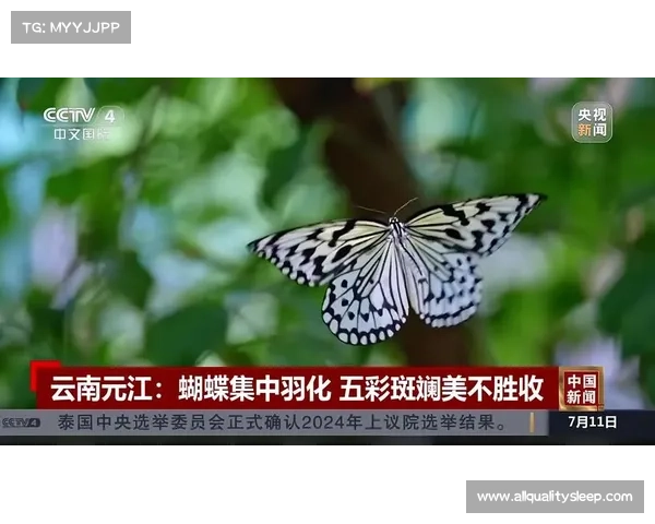 蝴蝶平原的生态奇观与可持续保护策略探索