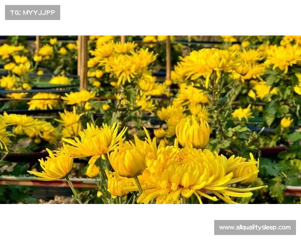 高地红石榴丰收之路的精细养护策略与实践经验分享