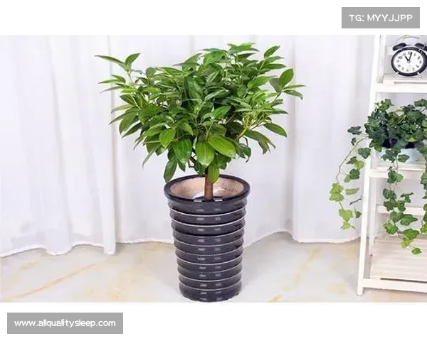 卷帘绿魔的生态奥秘与家庭养护实用技巧全解析